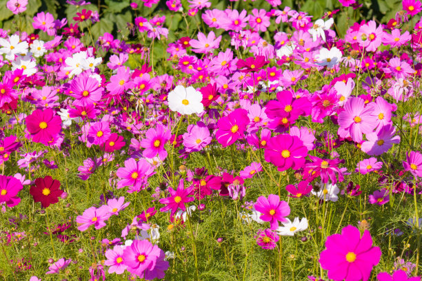 粉红色的宇宙图片下载