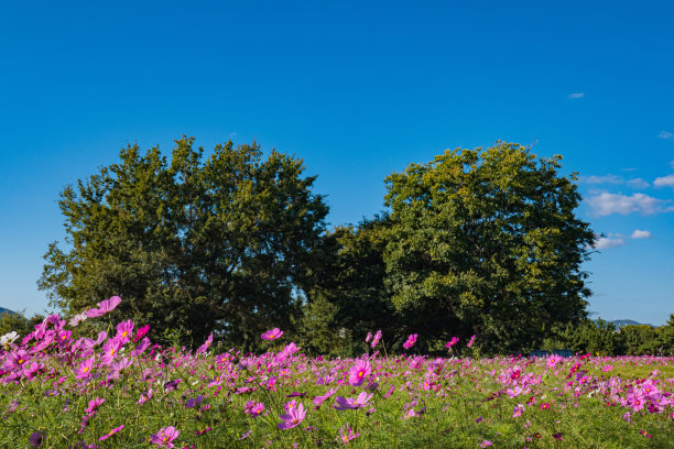 粉红色的宇宙图片下载