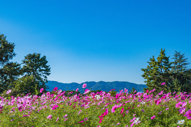 粉红色的宇宙图片下载