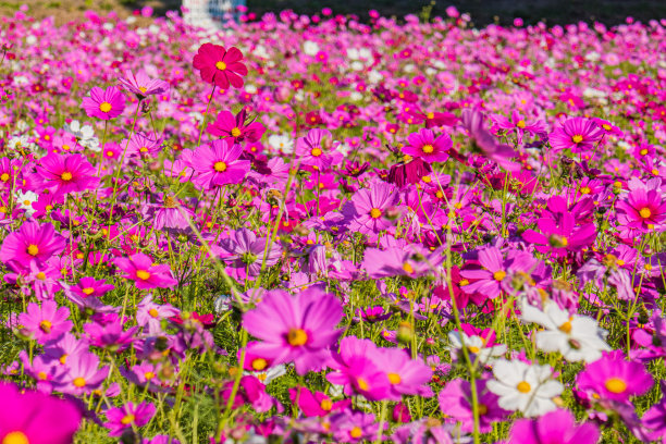 粉红色的宇宙图片下载