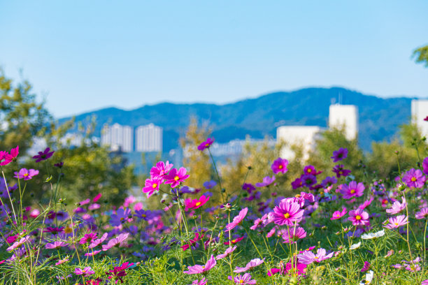 粉红色的宇宙图片下载