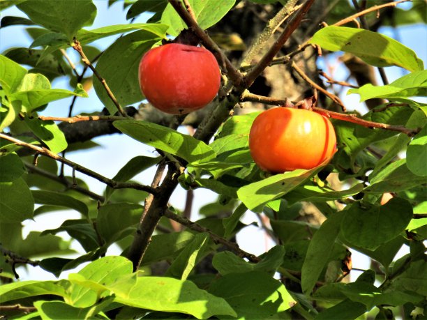 日本。10月底。两个柿子。新的收获。图片下载