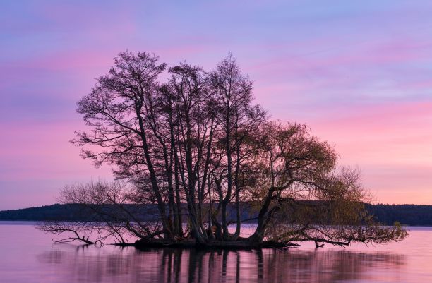日落时光秃秃的树在海边的美丽照片图片下载
