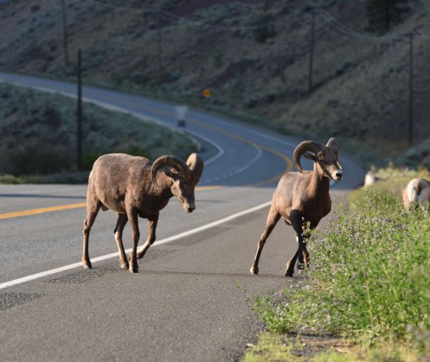 在不列颠哥伦比亚省利顿，沙漠大角羊穿过柏油路的美丽照片图片下载