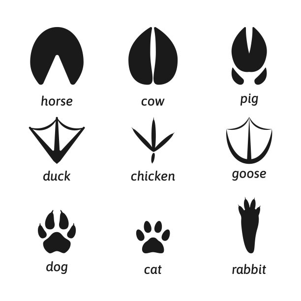 动物脚印轮廓平坦图片下载