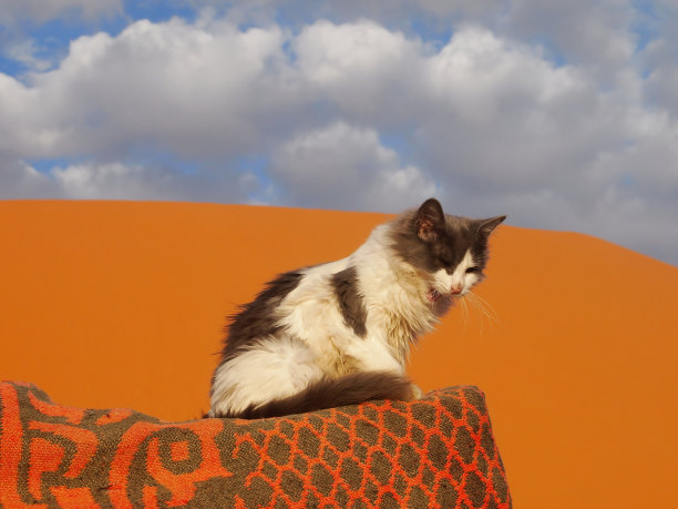 在摩洛哥撒哈拉沙漠的一个沙漠营地里，一只可爱的黑白相间的家猫坐在地毯围栏上图片下载