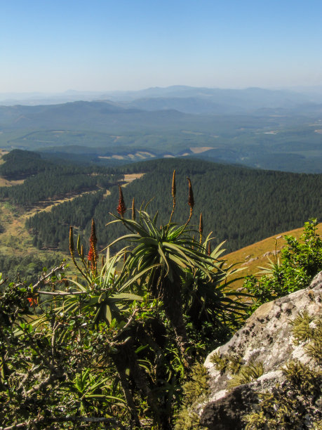 俯瞰南非大悬崖的群山，前景是一株盛开的芦荟。图片下载
