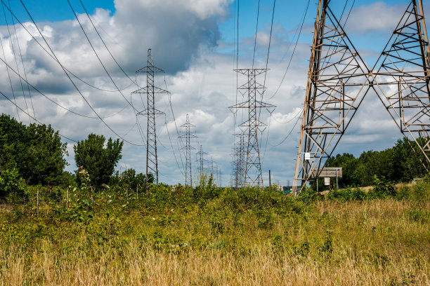 草地植物和花卉图片下载