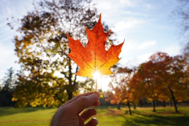 夕阳下的枫叶图片下载