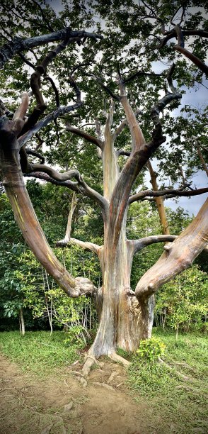 长、低、多节:彩虹桉树(eucalyptus deglupta)的树枝生长在夏威夷的毛伊岛。图片下载