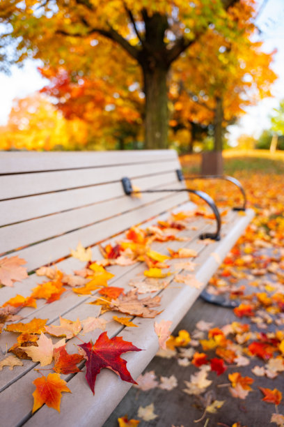 阳光明媚的一天，公园长凳上红色和黄色枫叶的特写镜头图片下载