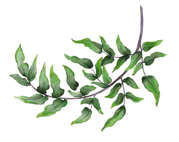 茉莉花和热带叶子图片下载