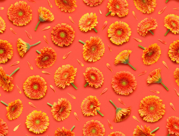 无缝花图案非洲菊花和花瓣在红色背景图片下载