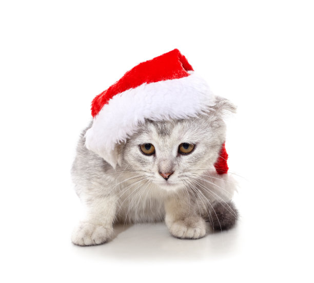 戴着圣诞帽的猫。图片下载