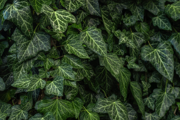 绿色的常春藤叶子和白色的叶脉生长在爬满墙壁的灌木上。常绿植物墙。一种绿色的爬叶藤或匍匐在地上的木本植物。模式。图片下载