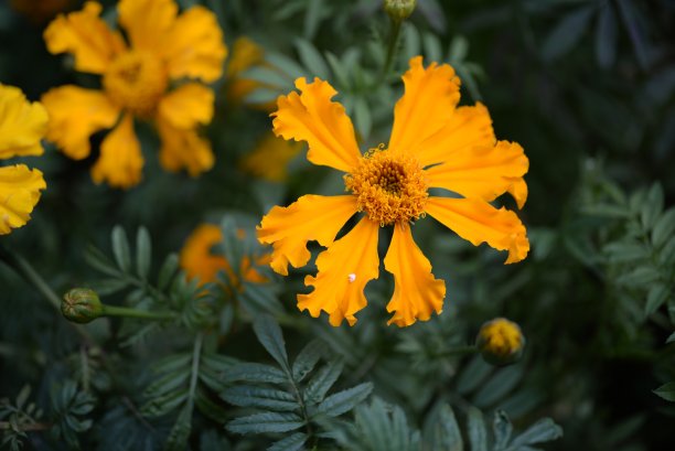 黄橙色的黑莓，万寿菊特写背景，在一个阳光明媚的日子，模糊的背景，花万寿菊特写背景在一个秋天阳光明媚的日子，橙色的万寿菊颜色，红色的花图片下载