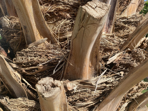 一种美丽的大型天然棕榈树的树干树皮，生长在一个温暖的热带南部国家的度假胜地。背景,纹理图片下载