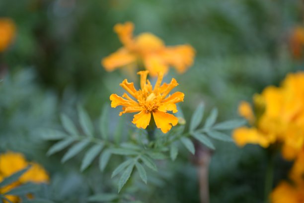 黄橙色的黑莓，万寿菊特写背景，在一个阳光明媚的日子，模糊的背景，花万寿菊特写背景在一个秋天阳光明媚的日子，橙色的万寿菊颜色，红色的花图片下载