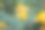 黄橙色的黑莓，万寿菊特写背景，在一个阳光明媚的日子，模糊的背景，花万寿菊特写背景在一个秋天阳光明媚的日子，橙色的万寿菊颜色，红色的花图片下载