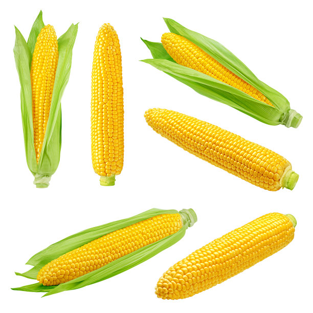 白色背景上孤立的玉米，带剪切路径和完整景深图片下载
