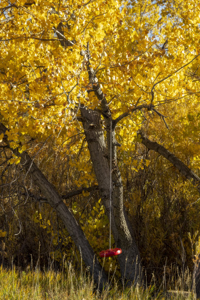 红色秋千挂在黄色的树上图片下载