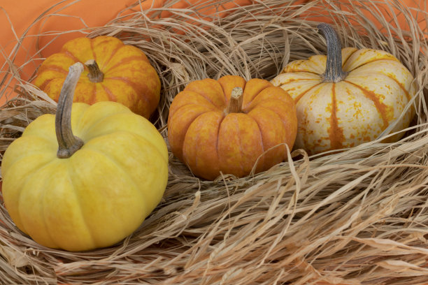 彩色的迷你南瓜吸管在橙色的背景，水平方向。秋天的收获。万圣节。特写镜头库存图片图片下载