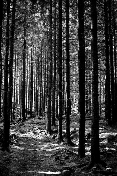 森林里松树的垂直照片图片下载