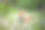 一只红狗在蒲公英田里繁殖basenji图片下载