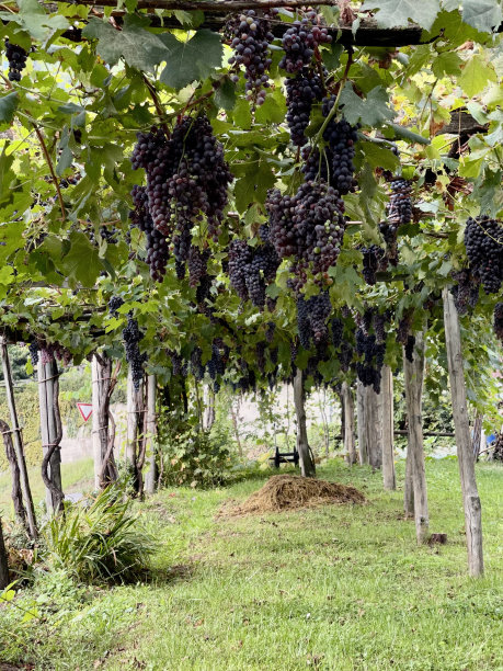 Oira -意大利阿尔卑斯酒庄图片下载