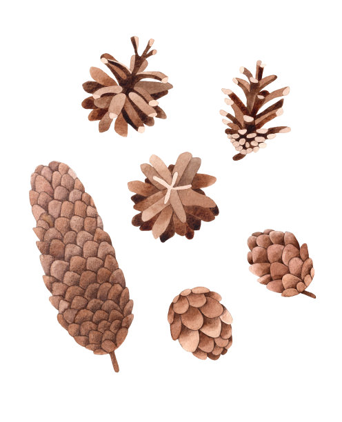 水彩手绘插图的杉木和松果。孤立的白色背景。手绘水彩针叶树球果图片下载