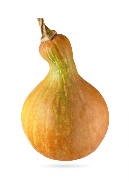 长长的橙色南瓜，白色上有阴影图片下载