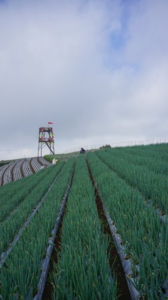 多云天种植葱花-有机蔬菜种植图片下载
