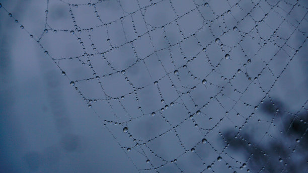 雾气蒙蒙的森林中央，有一张露珠晶莹的蜘蛛网图片下载