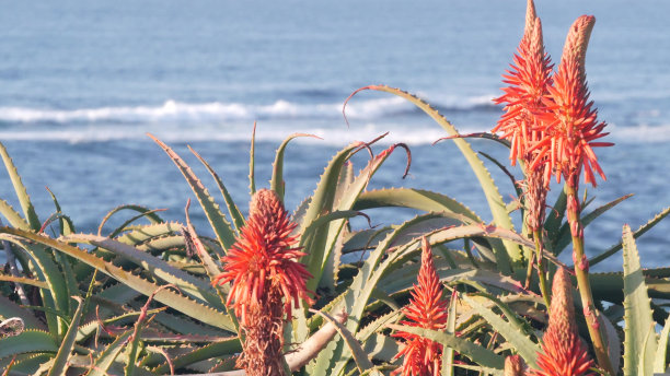 红色的芦荟花盛开，多汁的绽放，海滩的波浪，加利福尼亚海岸的植物群。图片下载