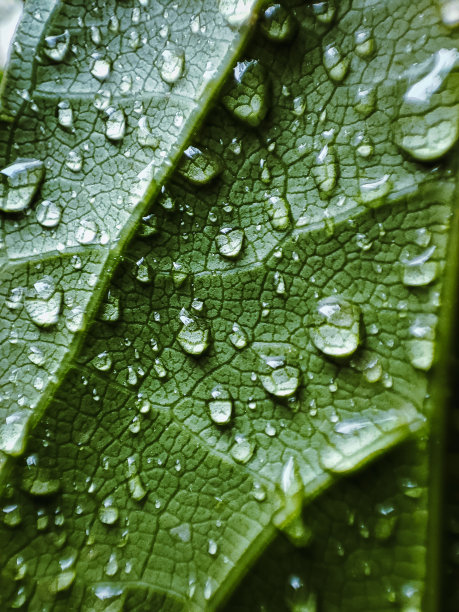 雨点落在清晨的树叶上图片下载
