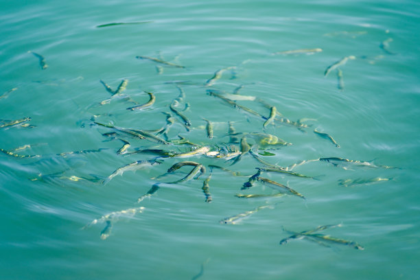 一群饥饿的小灰熊在绿松石般清澈的山间河流中图片下载