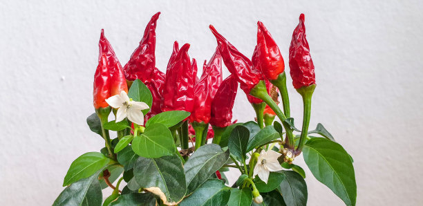 辣椒，辣椒植物图片下载