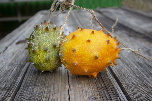 火参野，角瓜，非洲黄瓜。成熟,健康的水果图片下载