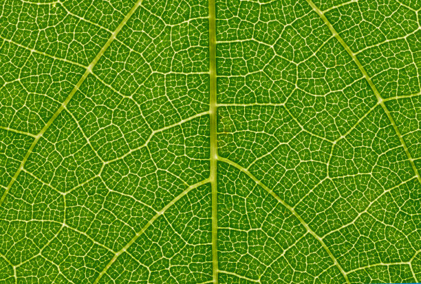 超宏观的绿叶与神经的细节图片下载