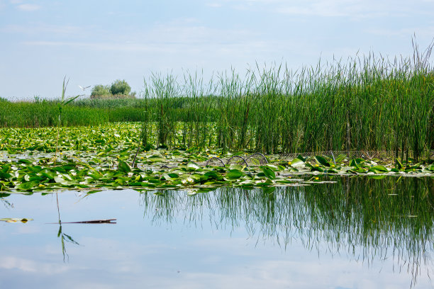 罗马尼亚多瑙河三角洲的沼泽图片下载
