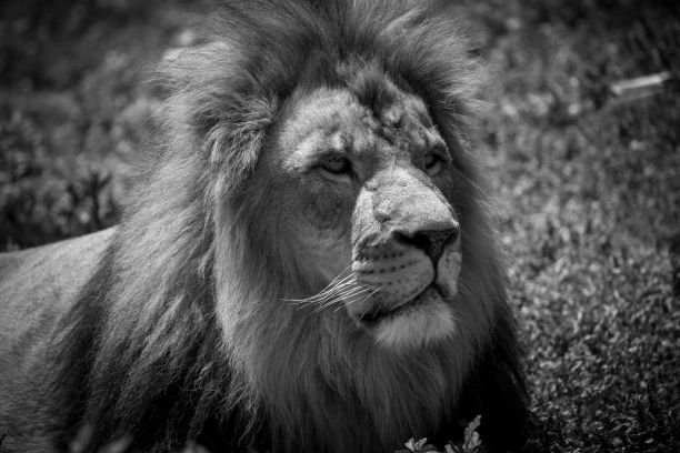 一个美丽的冷静巴巴里狮子的脸的特写灰度图片下载