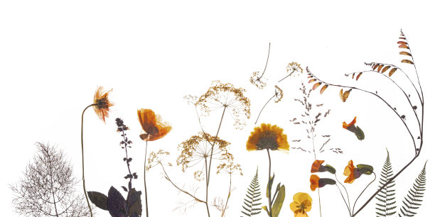 压过春夏花，黄绿相间。图片下载