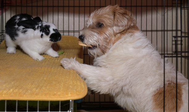 有趣的狗从兔子笼子里偷食物。幽默图片下载