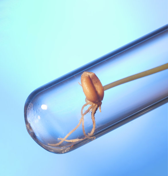 基因操纵的小植物在试管中发芽，转基因小麦图片下载