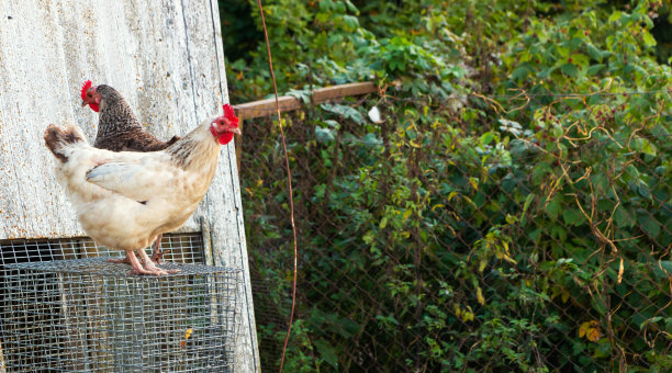五颜六色的鸡在农场上走，背景是绿色的草地图片下载