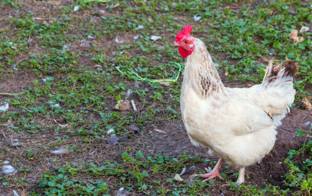 一只五颜六色的母鸡在养鸡场的院子里散步图片下载