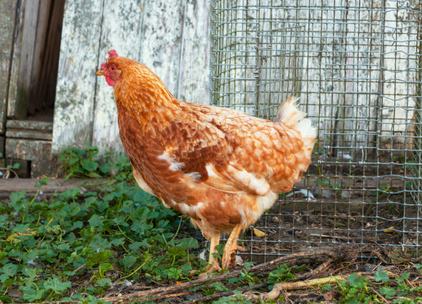 一只红色的五颜六色的母鸡在户外的养鸡场的院子里散步图片下载