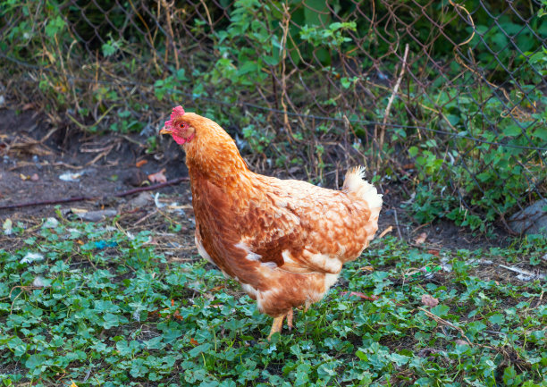 一只红色的五颜六色的母鸡在户外的养鸡场的院子里散步图片下载