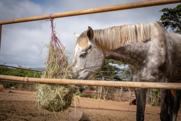 一匹白马的肖像，非常平静，在他的马厩里。图片下载