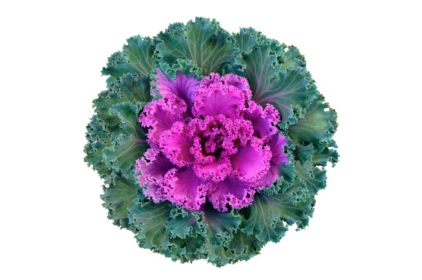装饰性芸苔甘蓝菜粉红色和绿色花朵孤立在白色背景特写。前视图。本空间图片下载